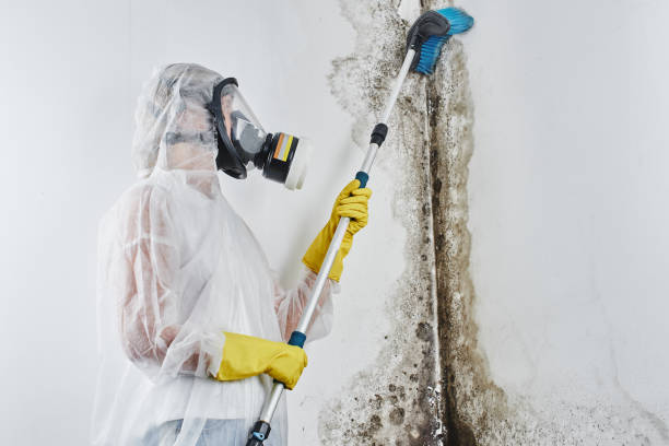Best Black Mold Remediation in Lincolnwood, IL