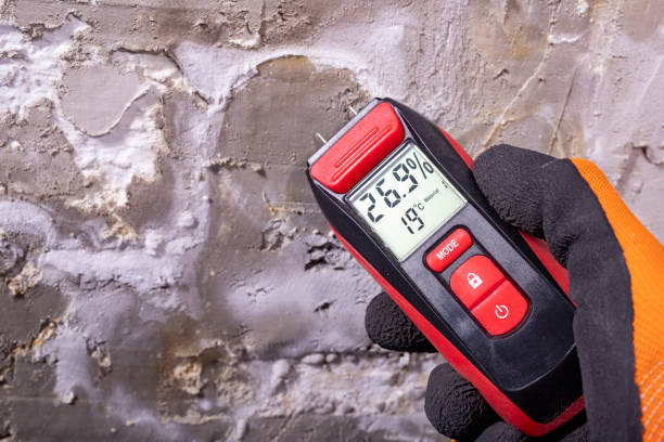 Best Attic Mold Remediation in Lincolnwood, IL