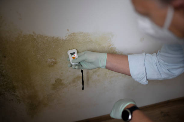 Best Residential Mold Remediation in Lincolnwood, IL
