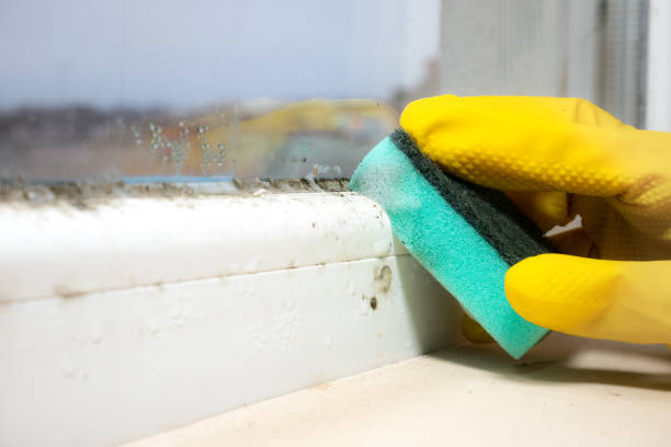 Best White Mold Remediation in Lincolnwood, IL