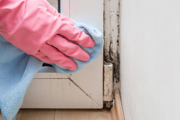 Best Kitchen Mold Remediation in Lincolnwood, IL