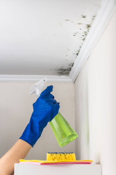 Best Commercial Mold Remediation in Lincolnwood, IL
